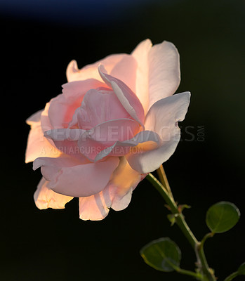 Buy stock photo Nature, spring and environment with rose on black background for sustainability, growth and ecosystem. Valentines day, romantic flowers and garden ecology with plant for blossom, floral and season