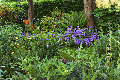 Buy stock photo Flowers, forest and outdoor ecology in environment, cranesbill bush and growth or blooming in nature. Plant, blossom and countryside with botany for peace in ecosystem, wilderness and vegetation