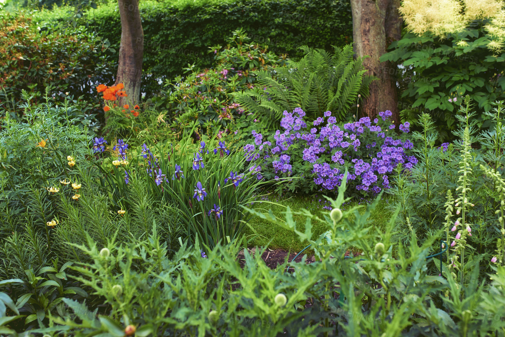 Buy stock photo Flowers, forest and outdoor ecology in environment, cranesbill bush and growth or blooming in nature. Plant, blossom and countryside with botany for peace in ecosystem, wilderness and vegetation