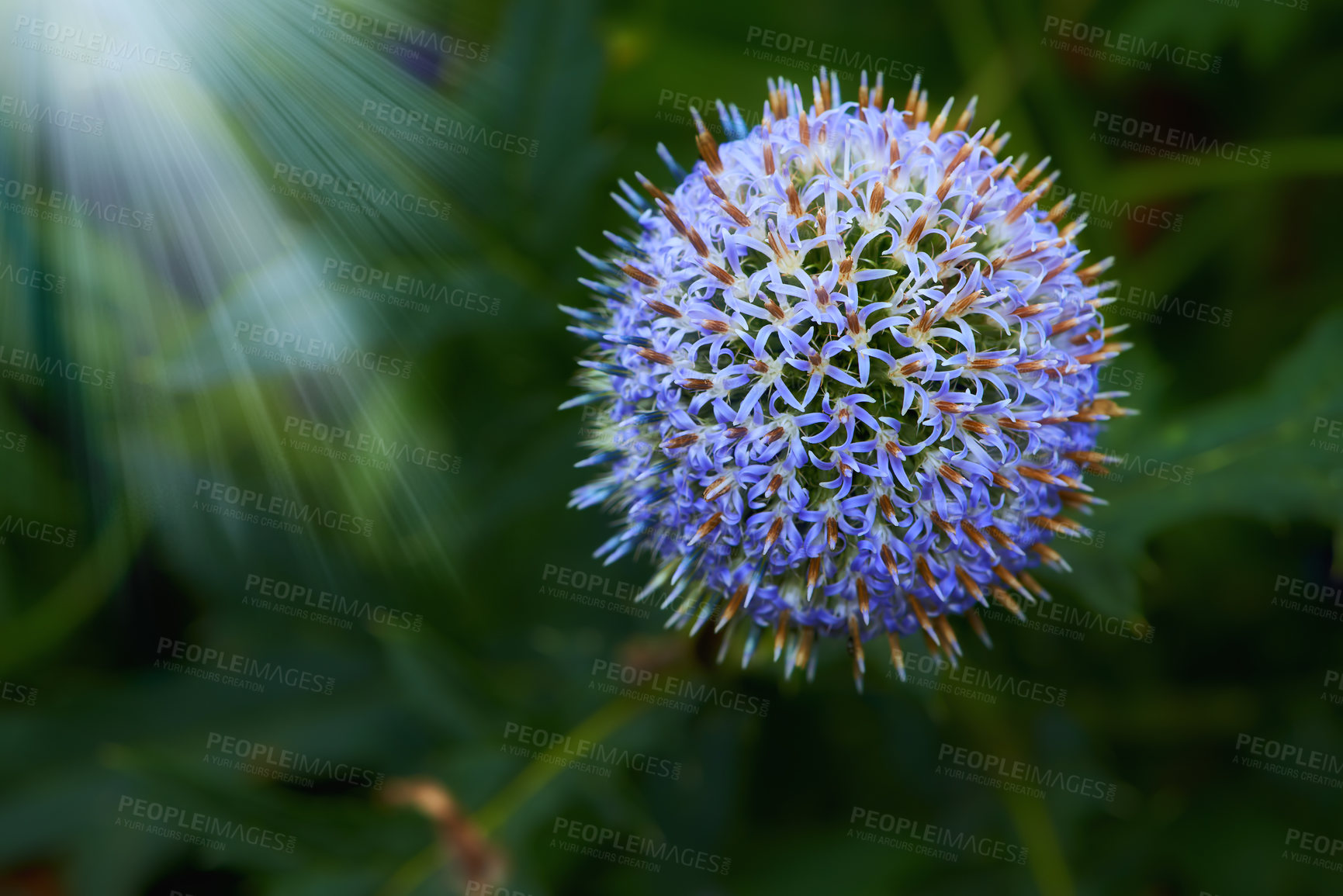 Buy stock photo Blue Globe Thistle Flowers, known as Echinops and stalwart perennial. Latin: Echinops exaltatus