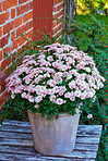 Osteospermum Flowers - in front of old window