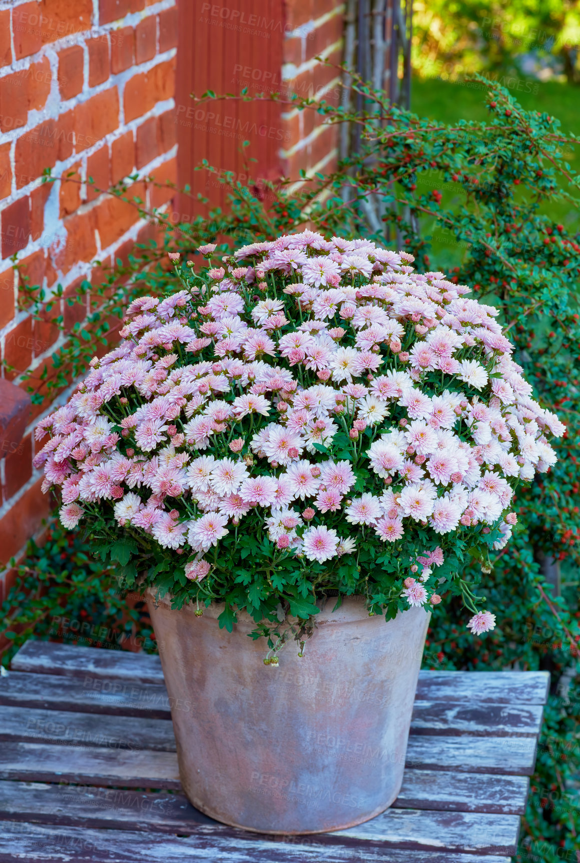 Buy stock photo Garden, outdoor and growth of flowers, bloom and color of pot plant, spring and nature in environment. Floral, eco friendly and sprout of seedling, sustainability and petals of ray florets and leaves