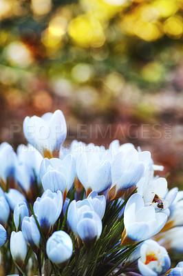Buy stock photo Flowers, growth and outdoor in nature, color and eco friendly in environment, leaves and sustainability. Floral, petals and blossom of plant, garden and ecosystem in spring, green and crocus in Iran
