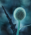 Globe Thistle flowers