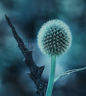Buy stock photo Nature, leaves and globe thistle in environment for eco friendly, growth and herbal benefit. Floral, blooming and plant with Echinops in winter for natural, sustainable and alternative medicine