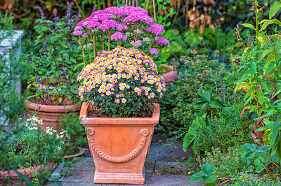 Buy stock photo Garden, outdoor and growth of flowers, leaves and color of pot plant, spring and nature in environment. Floral, eco friendly and bloom of seedling, sustainability and petals of ray florets and sprout