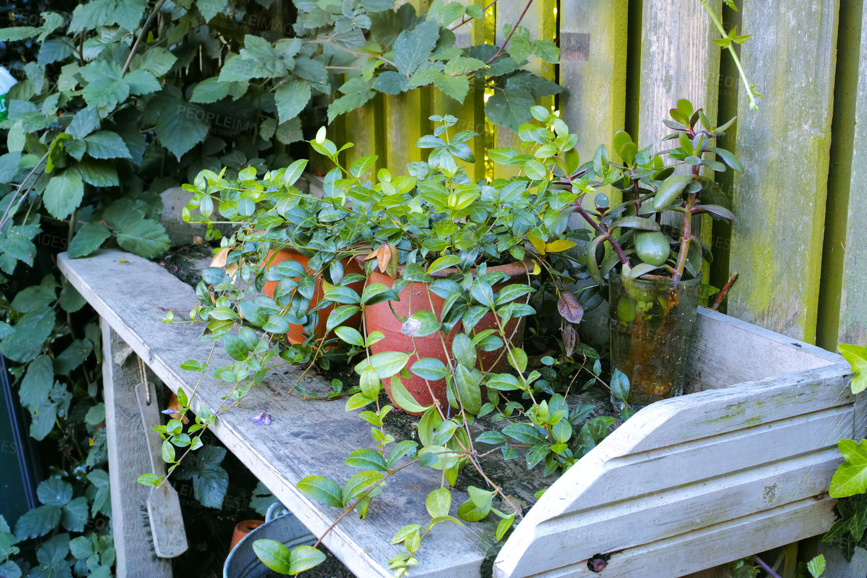 Buy stock photo Bench, backyard or plants in garden environment, botanical bush or home or blooming in nature. Outside, flowers and countryside botany for peace in ecosystem, outdoor wilderness and vegetation growth