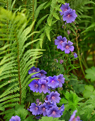 Buy stock photo Flowers, floral and outdoor in nature, leaves and eco friendly in environment, green or sustainability. Color, petals and blossom of plant, garden and ecosystem in spring or meadow geranium in Canada