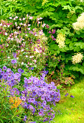 Buy stock photo Trees, colorful or flowers in environment, botanical bush or park or for blooming cranesbill in nature. Plant, blossom and countryside botany for peace in ecosystem, outdoor wilderness and growth