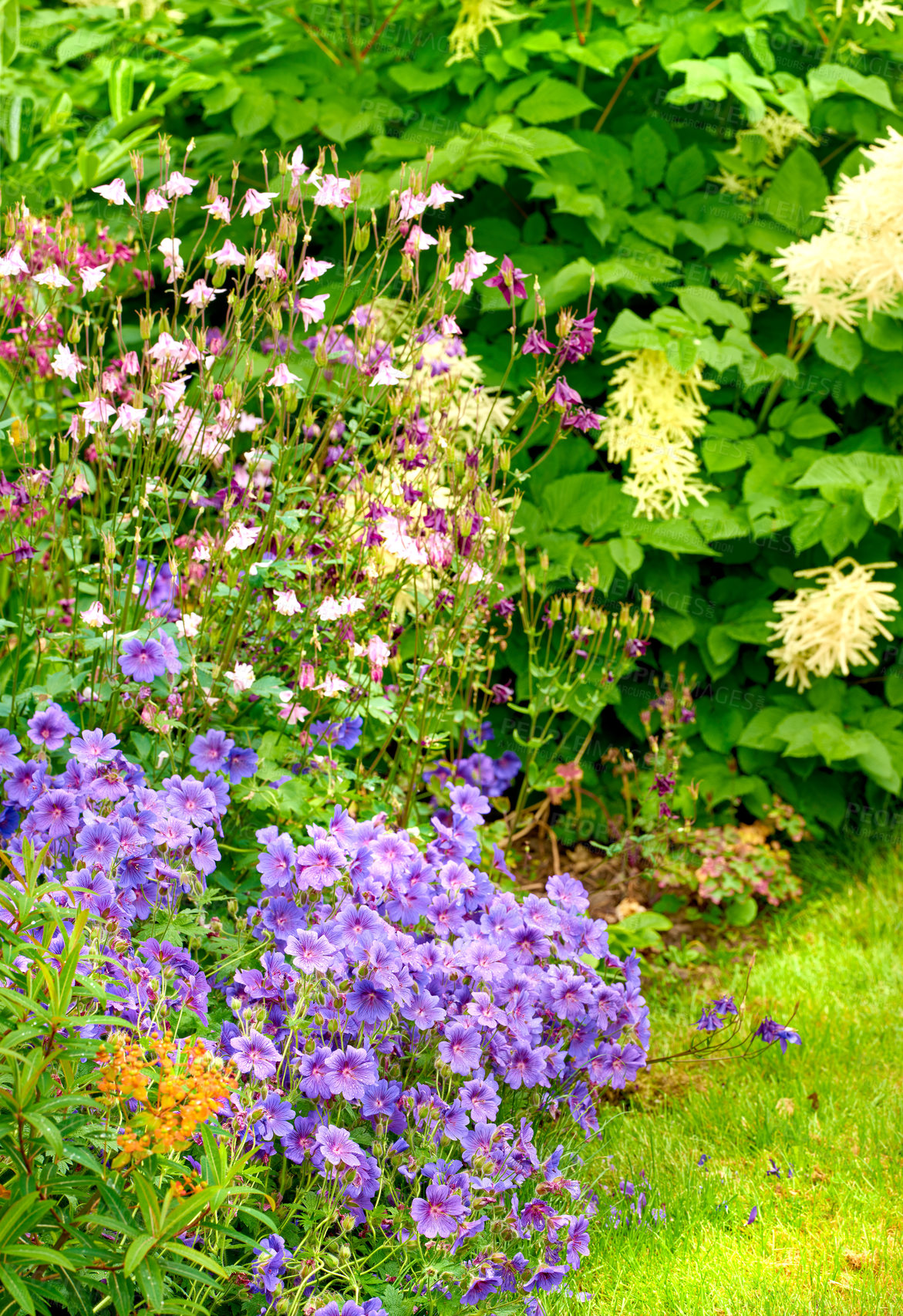 Buy stock photo Trees, colorful or flowers in environment, botanical bush or park or for blooming cranesbill in nature. Plant, blossom and countryside botany for peace in ecosystem, outdoor wilderness and growth
