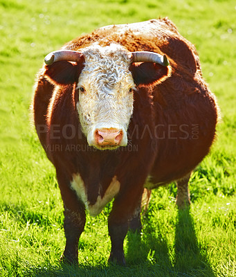 Buy stock photo One hereford cow or bull standing alone on a farm pasture. Hairy animal isolated against green grass on a remote farmland and agriculture estate. Raising live cattle, grass fed diary farming industry