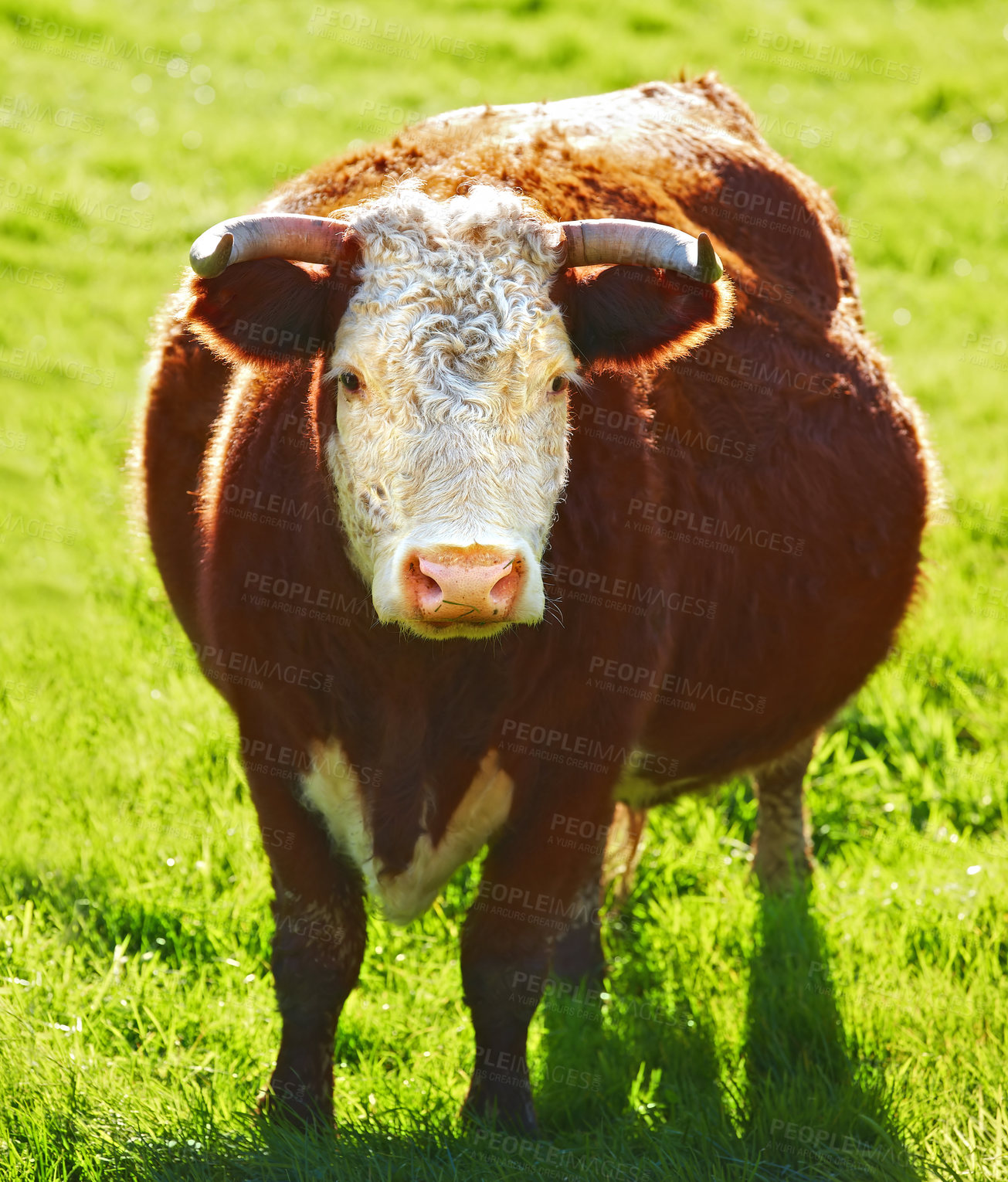 Buy stock photo One hereford cow or bull standing alone on a farm pasture. Hairy animal isolated against green grass on a remote farmland and agriculture estate. Raising live cattle, grass fed diary farming industry