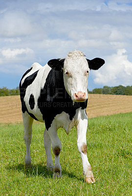 Buy stock photo White  cows standing in farm pasture
