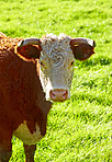 Brown cow - all brown 
