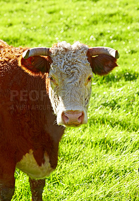 Buy stock photo Face of a hereford cow or bull standing alone on a farm pasture. Hairy animal against green grass on a remote farmland and agriculture estate. Raising live cattle, grass fed diary farming industry