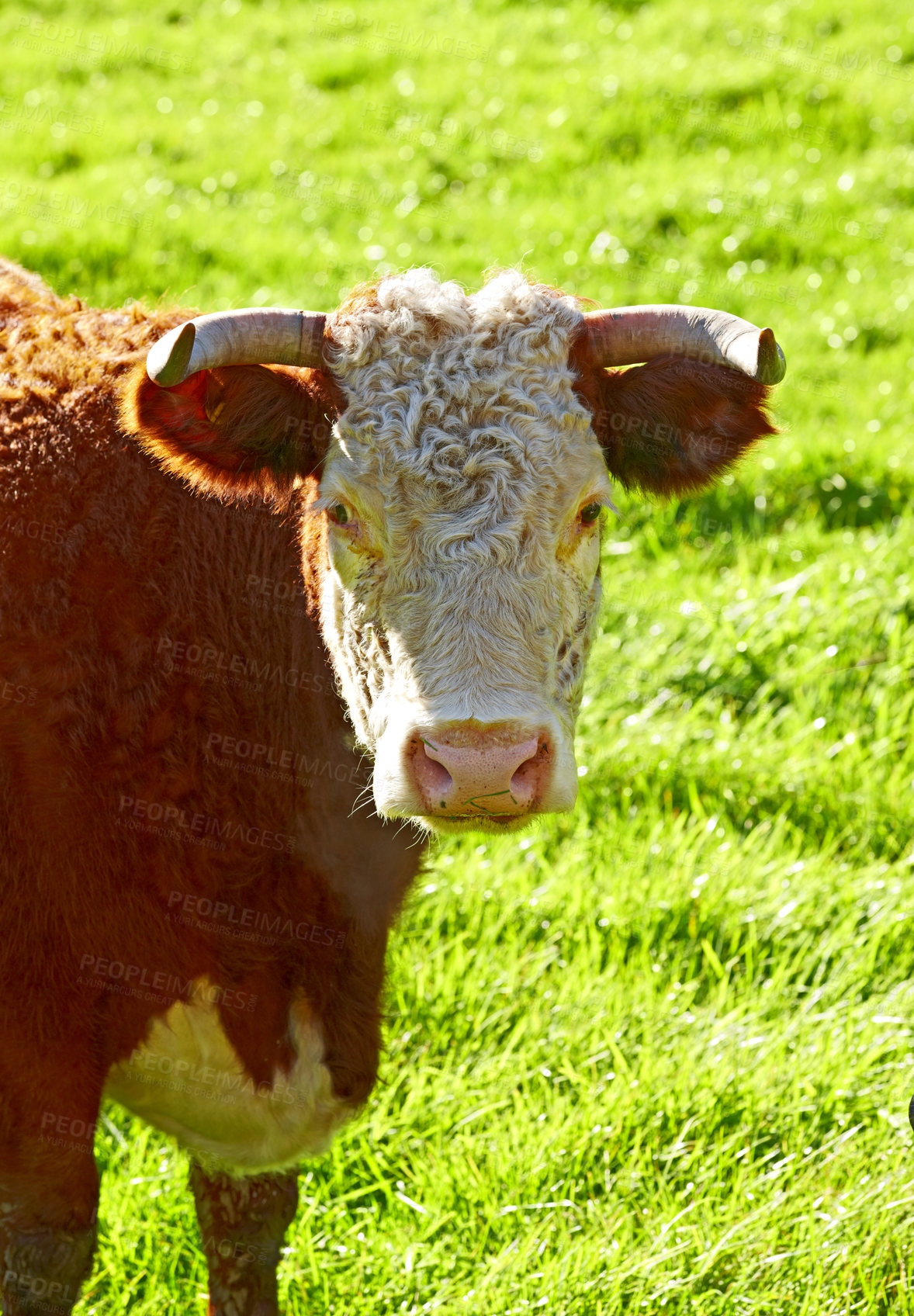 Buy stock photo Face of a hereford cow or bull standing alone on a farm pasture. Hairy animal against green grass on a remote farmland and agriculture estate. Raising live cattle, grass fed diary farming industry