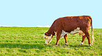 Brown cow - all brown 