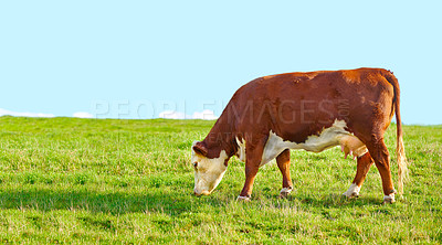 Buy stock photo One big brown cow grazing on a sustainable farm pasture in the countryside with blue sky and copyspace. Breeding livestock animals on a field or ranch for free range organic cattle and dairy industry