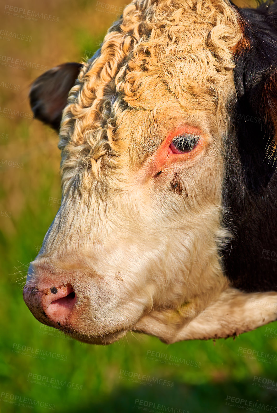 Buy stock photo Head of a cow on a green field on a sunny summer day. Bull standing on a cattle farm or lush meadow. One white and black ox alone on a dairy farm or grassland. A breed of a hornless cow 