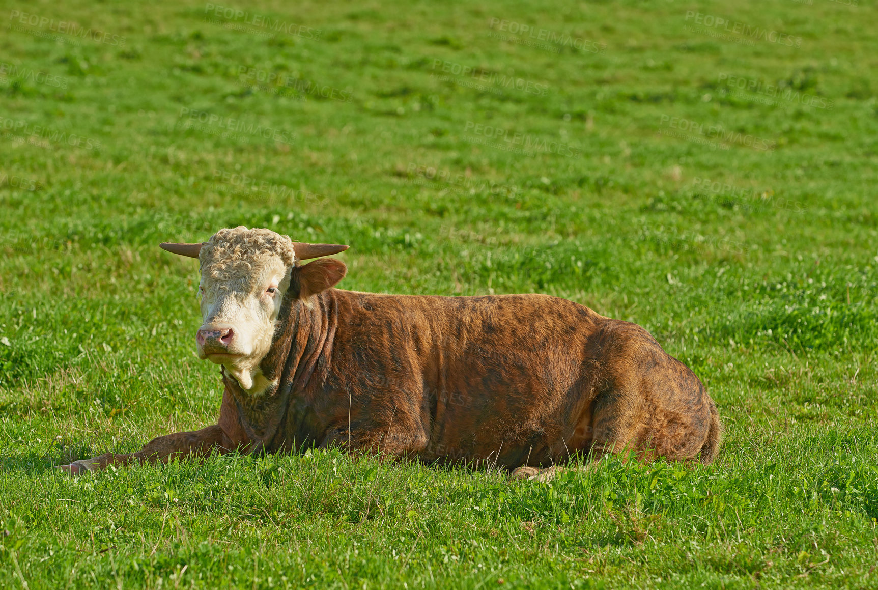 Buy stock photo Hereford cow lying alone on a farm pasture. Hairy animal isolated against green grass on a remote farmland, ranch and agriculture estate. Raising live cattle and grass fed dairy for farming industry