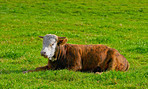 Brown cow - all brown 