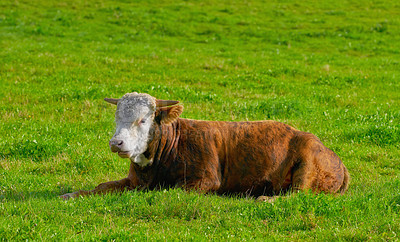 Buy stock photo One hereford cow sitting alone on a farm pasture. Hairy animal isolated against green grass on a remote farmland and agriculture estate. Raising live cattle, grass fed diary farming industry