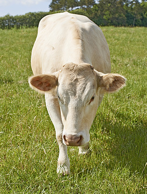 Buy stock photo White  cows standing in farm pasture
