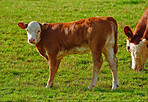 Brown cow - all brown 
