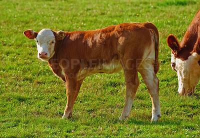 Buy stock photo Brown cows grazing on green grass on a sustainable bovine farm pasture in the countryside on a sunny day. Breeding livestock animals on a rural ranch and remote farmland for cattle and dairy industry