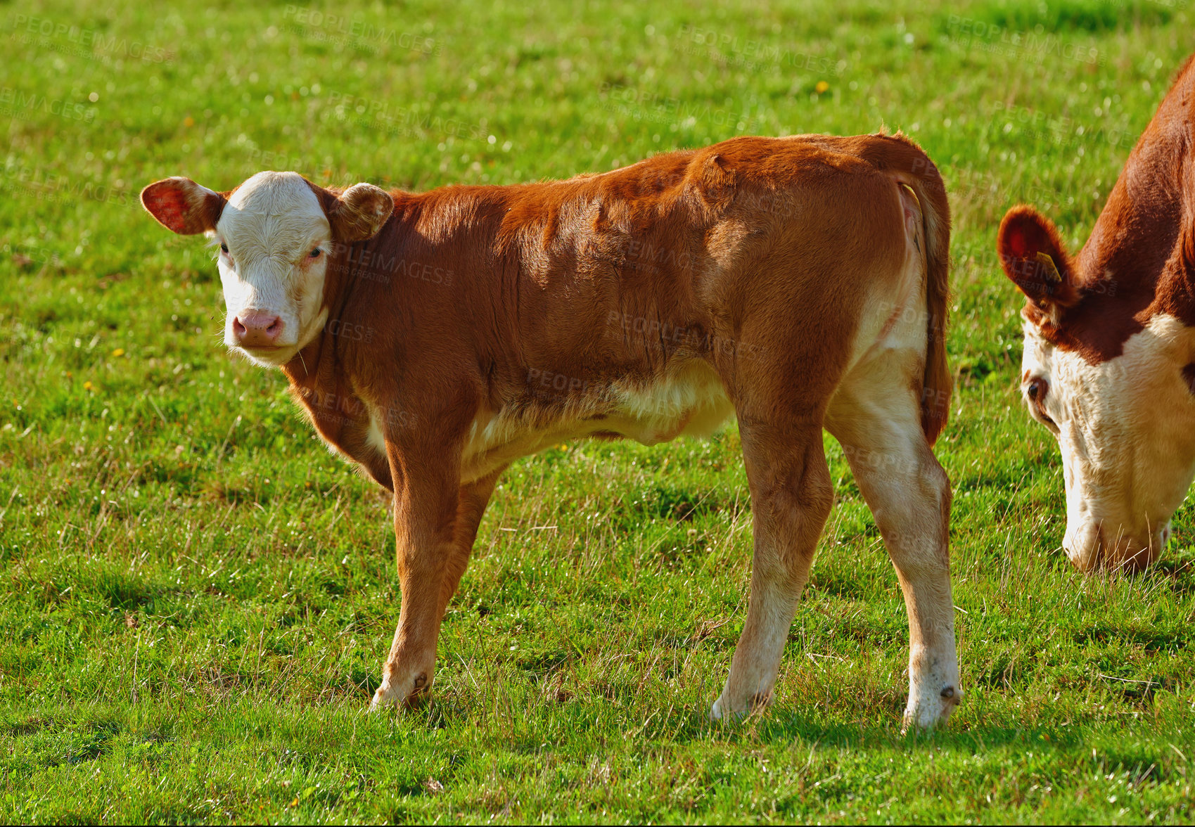 Buy stock photo Brown cows grazing on green grass on a sustainable bovine farm pasture in the countryside on a sunny day. Breeding livestock animals on a rural ranch and remote farmland for cattle and dairy industry