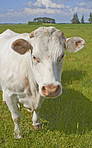 White cows - all white 