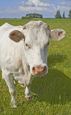 Buy stock photo Agriculture, dairy and farm with portrait of cow in meadow or pasture for conservation or sustainability. Beef, cattle and protein with face of animal on grass field in countryside for growth