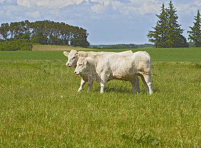 Buy stock photo White  cows standing in farm pasture