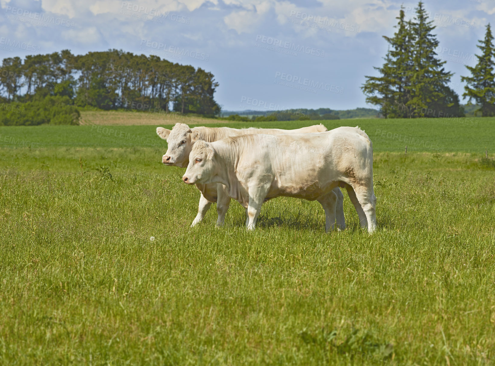 Buy stock photo White  cows standing in farm pasture