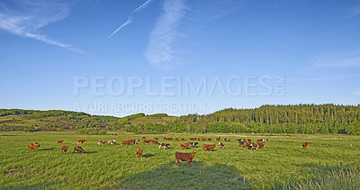 Buy stock photo Breeding livestock animals on a field or ranch for free range organic cattle and dairy industry. Copy space with herd of brown cows grazing on a sustainable farm in the countryside with a blue sky. 