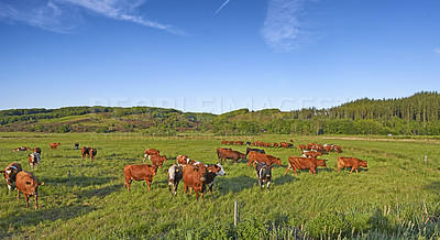 Buy stock photo Copy space with cows eating grass on a field in the rural countryside with blue sky. Raising and breeding livestock cattle on a ranch for the beef and dairy industry. Landscape with animals in nature