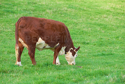 Buy stock photo Breeding bovine animals for cattle farming on a meadow to produce milk or beef. Livestock grazing for food on open land in nature. Copy space with cow eating grass on a field on a sunny day outdoors