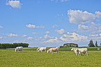 White cows - all white 