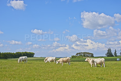 Buy stock photo Cows, field and cattle with grass, countryside and dairy farm for sustainable production and ecology growth. Agriculture, nature and livestock or field ranch animals for beef, meat or milk industry