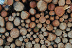 Wooden logs
