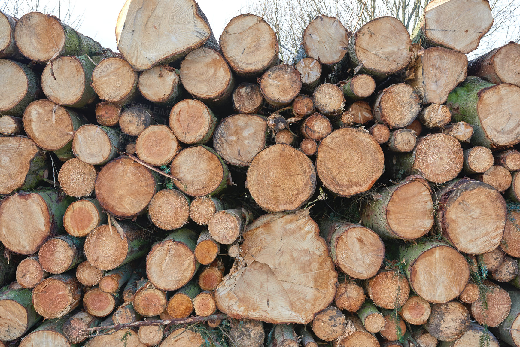 Buy stock photo Chopped tree logs and stumps stacked in a pile on a plantation. Rustic landscape with textured firewood in a lumberyard. Collecting dry timber and split hardwood material for agriculture and forestry