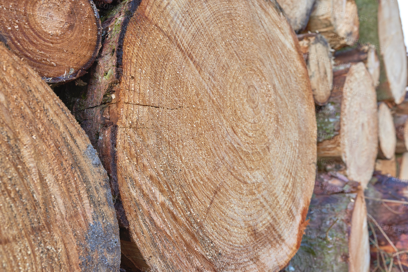 Buy stock photo Chopped tree logs from the forest. Closeup brown wooden and texture background of stumps of cut firewood in a lumber yard. Collecting dry timber split hardwood material for winter and deforestation