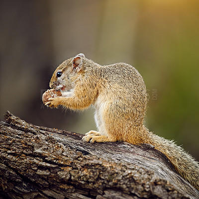 Buy stock photo Shot of a squirrel eating a nut out in the african bush