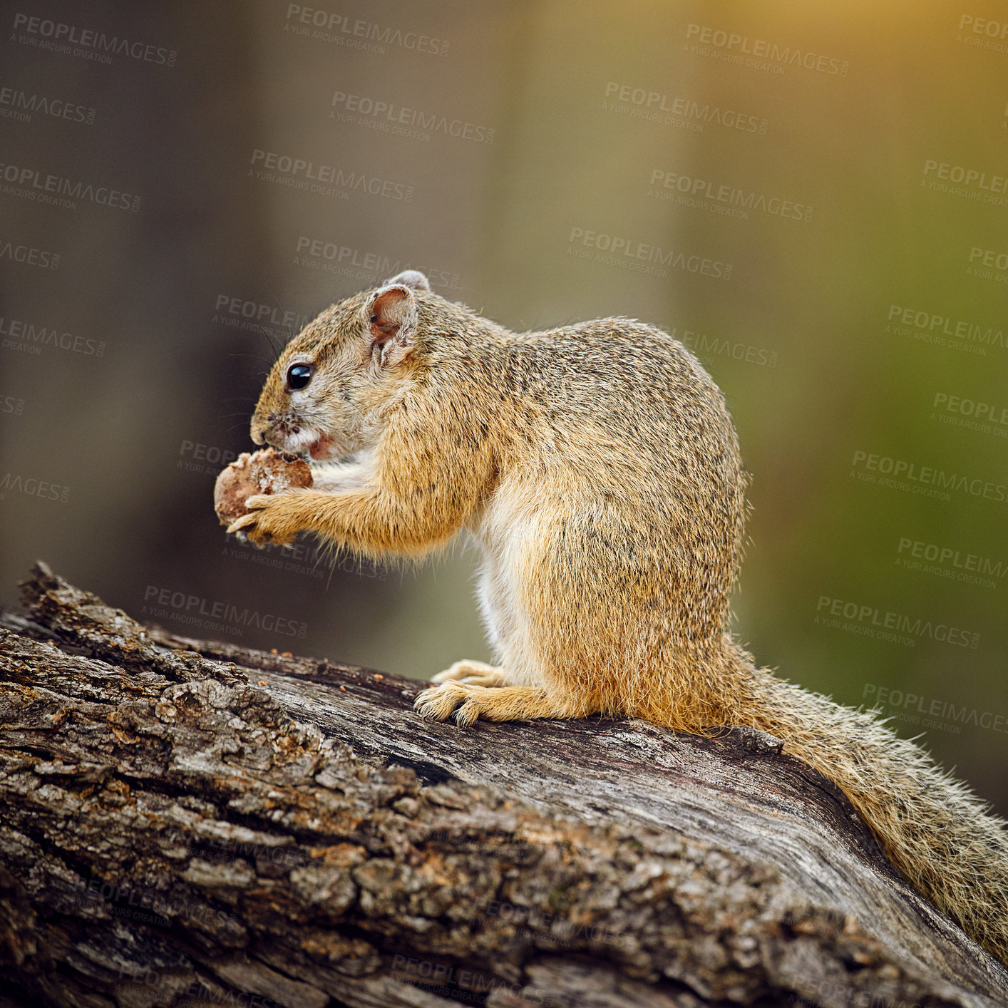 Buy stock photo Squirrel, eating and nut in bush, tree and outdoor in nature, woods and environment at wildlife reservation. Rodent, animal and food on safari trail, profile and eco friendly park in South Africa