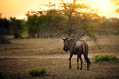 Buy stock photo Shot of a wildebeest out in the african bush