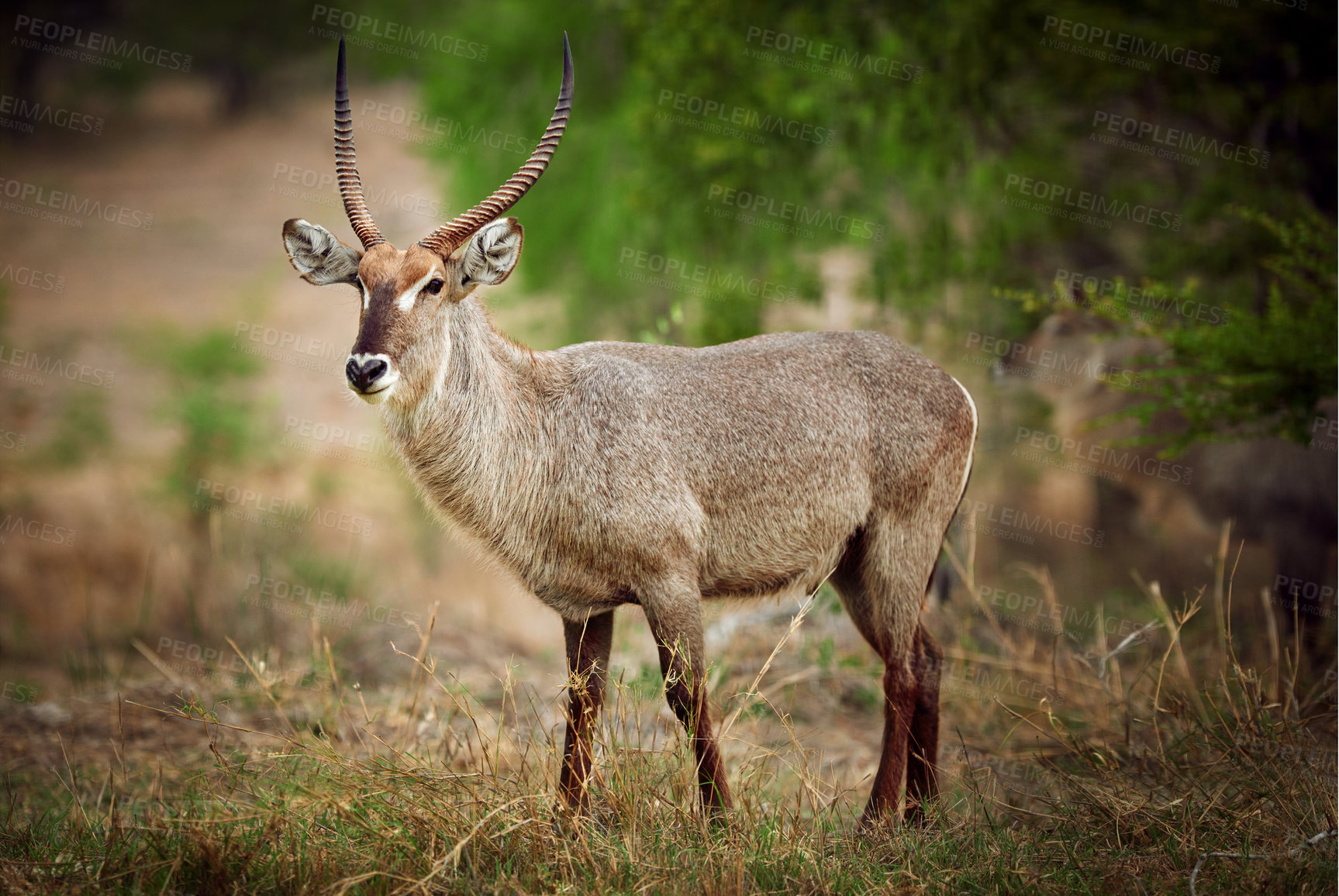 Buy stock photo Shot of a buck on the plains of Africa