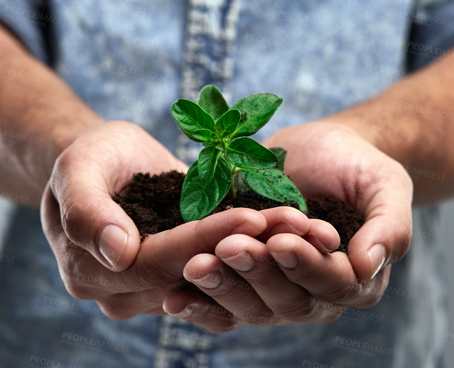 Buy stock photo Sustainability, plant and future with hands of man for growth, soil and environment. Earth, hope and support with closeup of male person on studio background for recycling, success and eco friendly