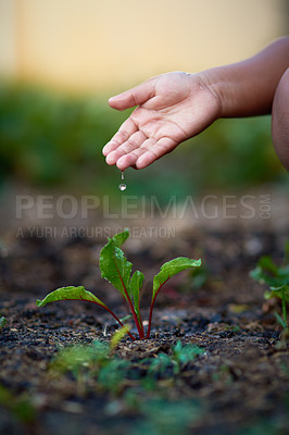 Buy stock photo Hand, soil and leaves for growth with ecology, person with water drops in garden or agriculture for sustainability. Nature, environment and eco friendly with ground, fertilizer and change outdoor