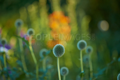 Buy stock photo Blue Globe Thistle Flowers, Echinops and stalwart perennial blossoming in park in nature. Bunch of wild flowers growing and blooming in a field in summer. Beautiful flowering plant budding in a garden