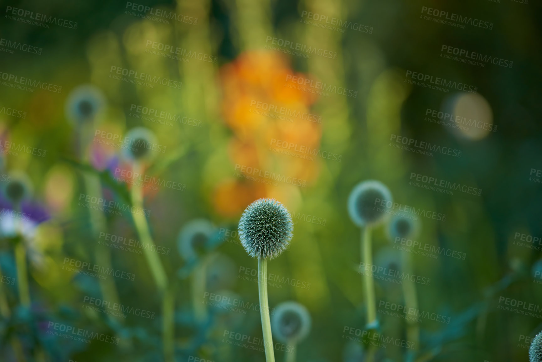 Buy stock photo Blue Globe Thistle Flowers, Echinops and stalwart perennial blossoming in park in nature. Bunch of wild flowers growing and blooming in a field in summer. Beautiful flowering plant budding in a garden